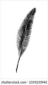 A bird's feather. Clipart, sketch, template, element design. Hand-drawn vector illustration. Isolated object on a white background.