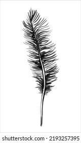 A bird's feather. Clipart, sketch, template, element design. Hand-drawn vector illustration. Isolated object on a white background.