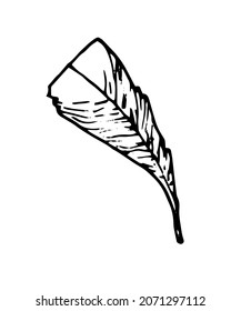 a bird's feather. a hand-drawn bird's feather in the style of a sketch, triangular long shape with a pattern of stripes, isolated black outline, on a white background design template