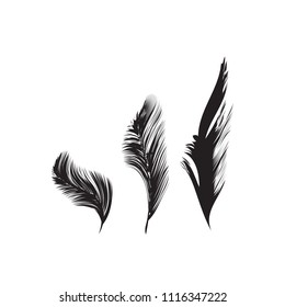 Birds feathers vector icon collection. Simple plume illustration or logo isolated on white background