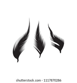 Birds feathers vector icon collection. Simple plume illustration or logo isolated on white background