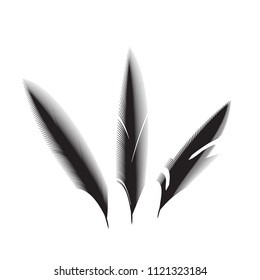 Birds feathers vector icon collection. Simple plume illustration or logo isolated on white background