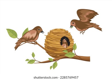 Birds Feeding Worm to Chicks in the Nest. Bird's nest on a tree branch