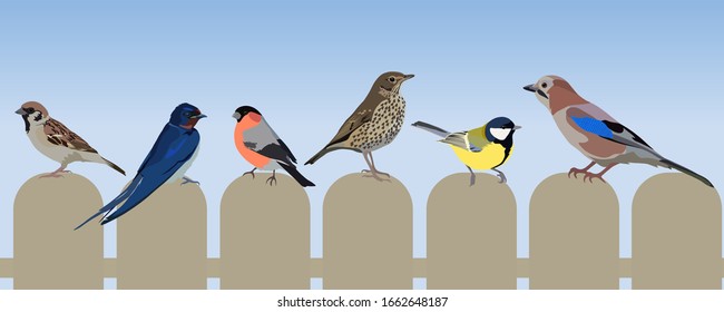 Birds in the fence, titmouse, bullfinch, swallaw, sparrow, jay, throstle birds realistic flat vector illustration set.