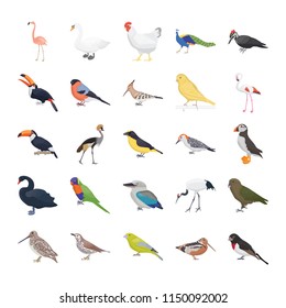 Birds Flat Vector Icons Pack 