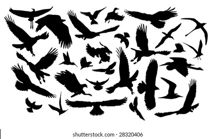 A lot of birds in flight