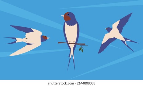 birds in flight. the illustration shows a swallow of different shapes. on a branch, spread wings, pressed wings