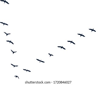 birds in flight in nature