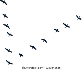 birds in flight in nature