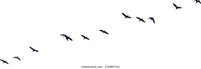 birds in flight in nature