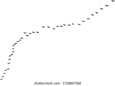 birds in flight in nature