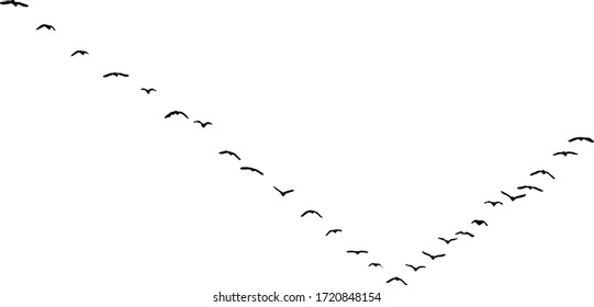 in der Natur fliegende Vögel