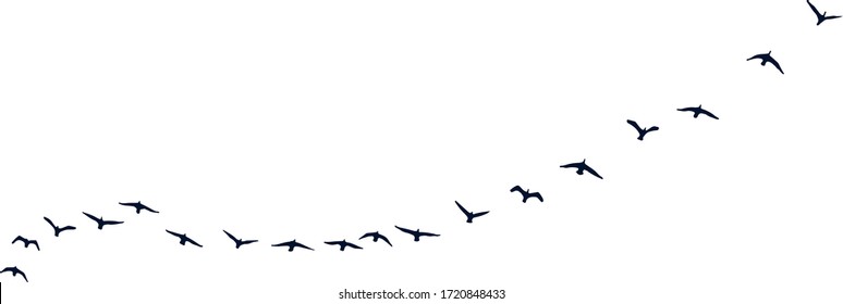 birds in flight in nature