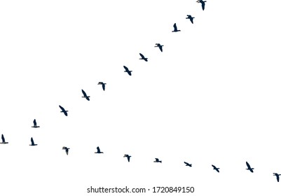 birds in flight in nature