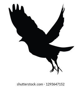 Birds in flight, birds with spread wings, vector