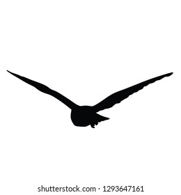 Birds in flight, birds with spread wings, vector