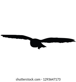 Birds in flight, birds with spread wings, vector