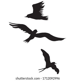 birds fling free bold art design