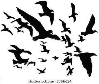 birds flock silhouettes - vector