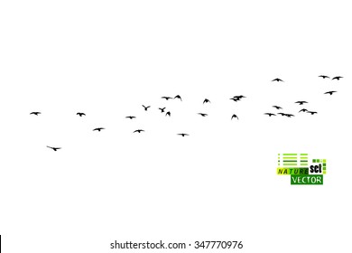 Birds flock of starlings. Vector