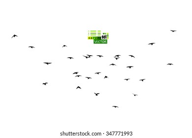 Birds flock of starlings. Vector