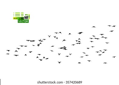 Birds flock of starlings. Vector