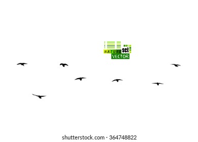 Birds flock of starlings. Vector