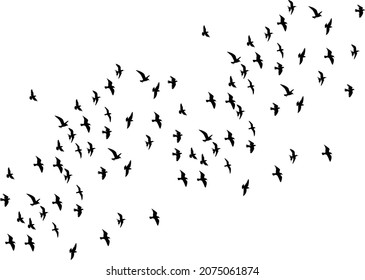 2,494 Bird overlay Images, Stock Photos & Vectors | Shutterstock