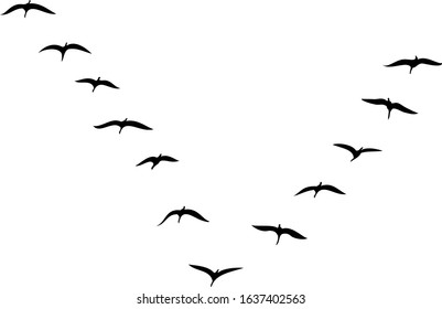 Birds Fly South In A V Formation