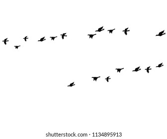 Birds Black White High Res Stock Images Shutterstock