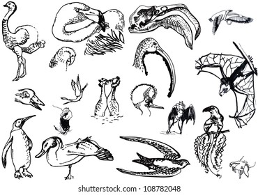 birds and flying creatures - hand drawing converted to a vector
