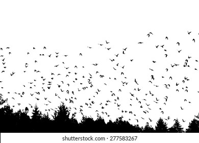 Birds flying and the forest. Vector