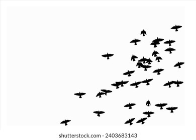 Aves volando con una distribución natural. Imágenes vectoriales. Fondo blanco. 