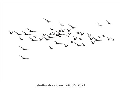 Birds flying with a natural distribution. Vector images. White background. 