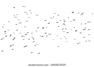 Birds flying in a natural view. Vector birds. White background.