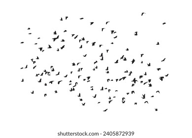 Birds flying in a natural view. Vector birds. White background.