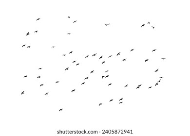 Vögel fliegen in einer natürlichen Sicht. Vektorvögel. Weißer Hintergrund.