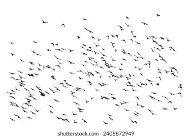 Birds flying in a natural view. Vector birds. White background.