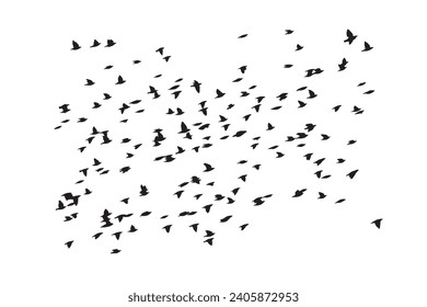 Birds flying in a natural view. Vector birds. White background.