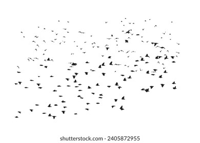 Birds flying in a natural view. Vector birds. White background.