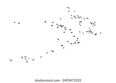 Aves volando con una vista natural. Pájaros vectores. Fondo blanco.