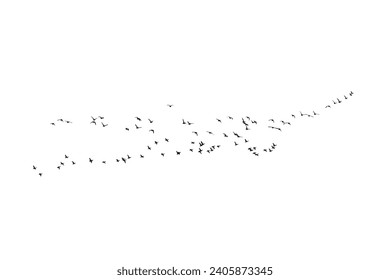 Vögel fliegen in einer natürlichen Sicht. Vektorvögel. Weißer Hintergrund.