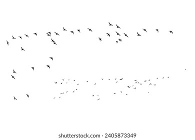 Birds flying in a natural view. Vector birds. White background.