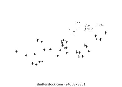 Birds flying in a natural view. Vector birds. White background.