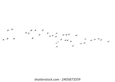 Birds flying in a natural view. Vector birds. White background.