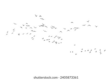 Aves volando con una vista natural. Pájaros vectores. Fondo blanco.