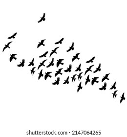 birds flying silhouette, on white background, isolated