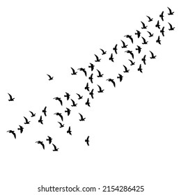 birds flying silhouette  white background  isolated  vector