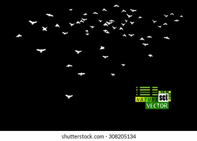 Birds flying silhouette. Vector