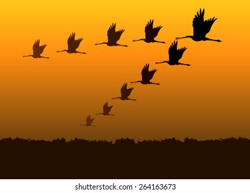 Birds flying silhouettes at sunset 